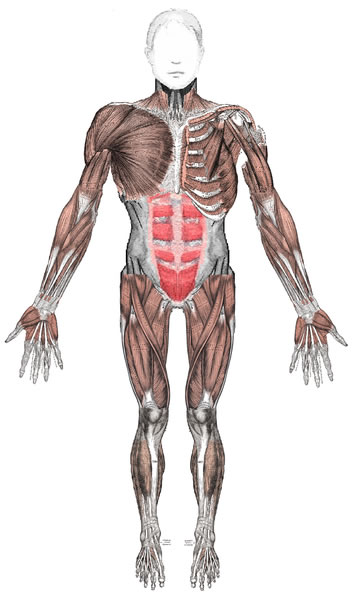 circulatory system diagram quiz. Muscular System Quiz