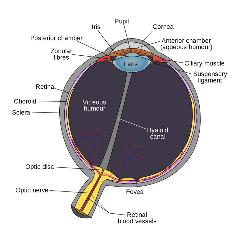 eye diagram quiz. Eye diagram. Hearing